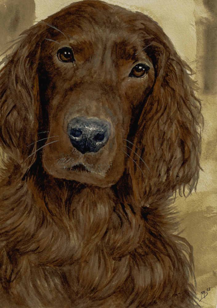 Irish Setter